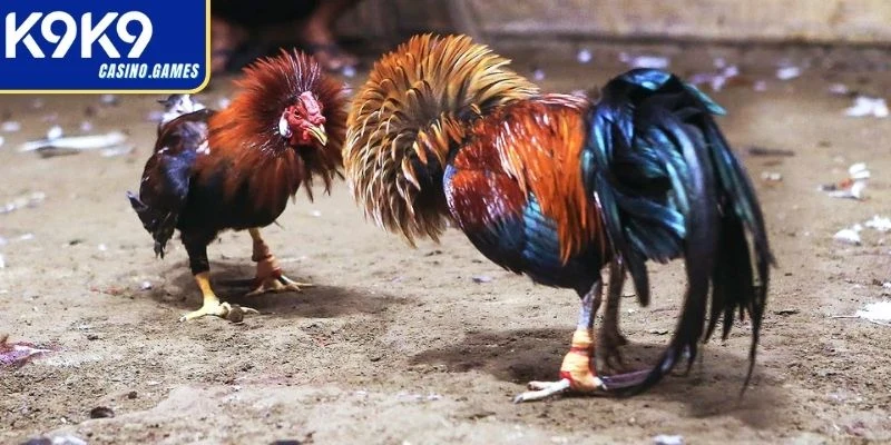 Đá gà nòi – Thể lực và chiến thuật